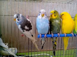 Best Pet Birds for Kids